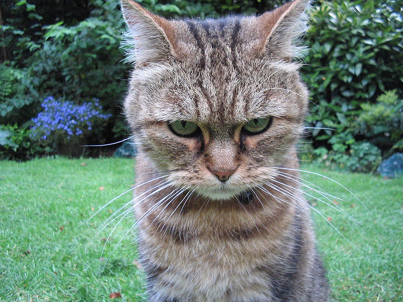 Angry-Cat.jpg