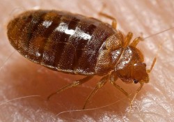 Worldwide Bed Bug 2015 Epidemic – Featuring the USA