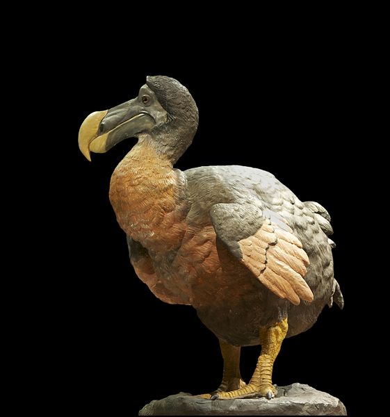 real dodo bird found