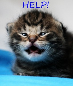 LoLCat - Help!