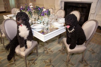 Dogs In The White House