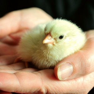 Chick - Public Domain